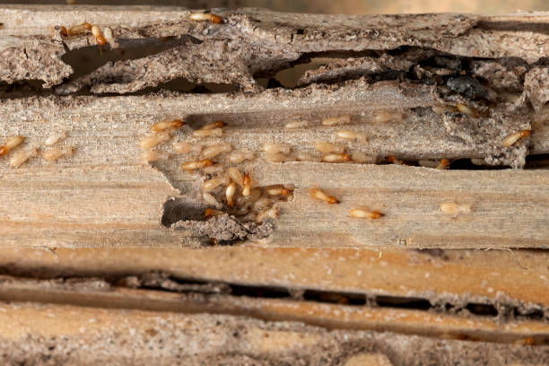 Professional Pest Control in Eau Claire, WI